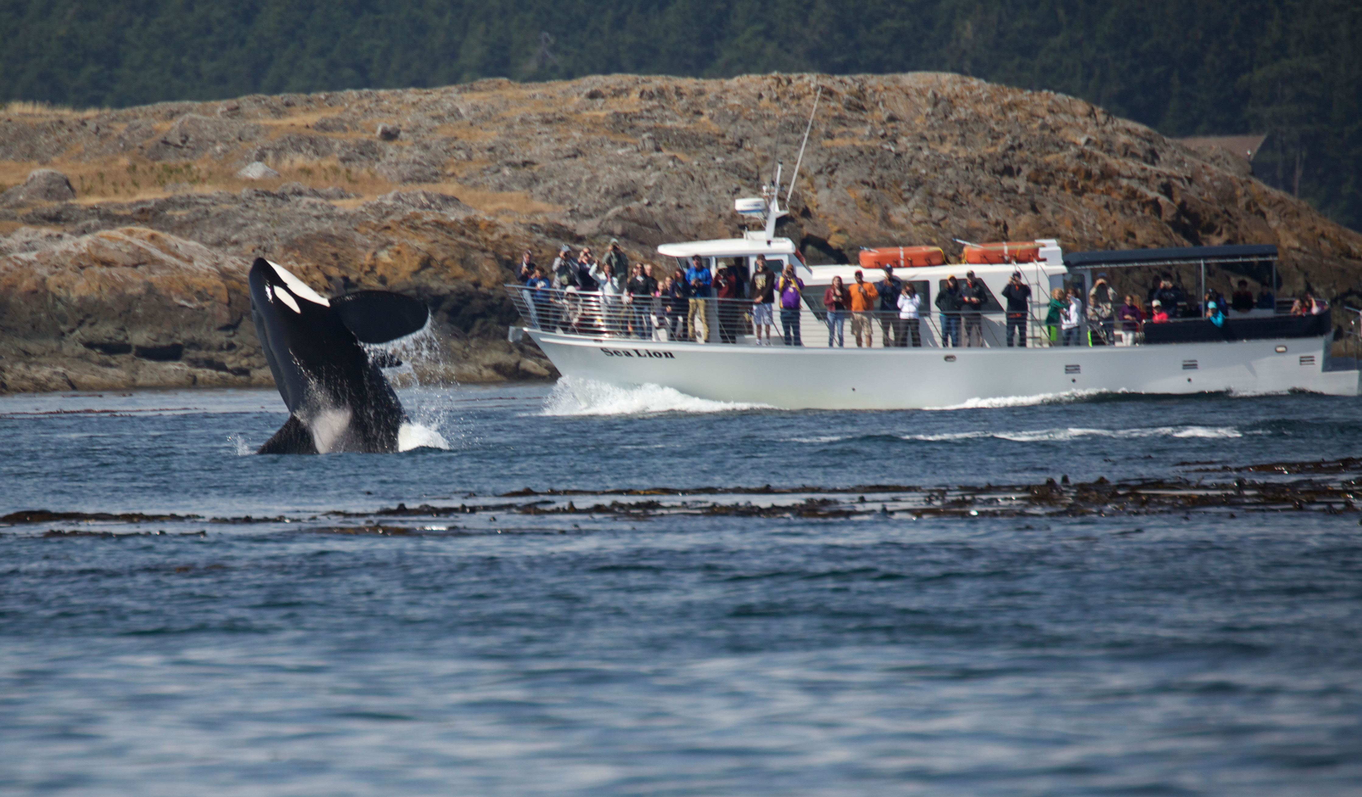orca boat tour seattle
