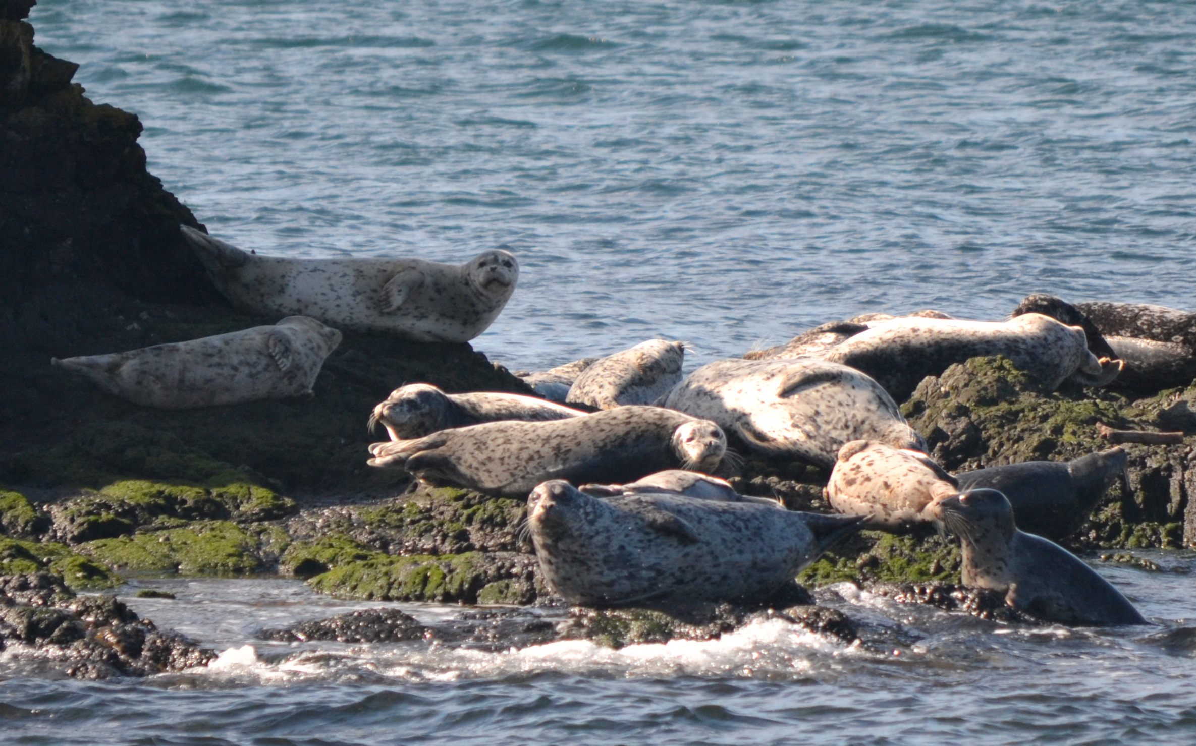 Harbor seals in the Salish Sea