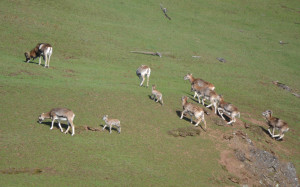 First Mouflon lambs of the season in the San Juan Islands