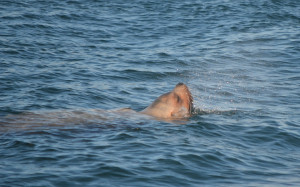 Steller's sea lion surfaces in the Salish Sea