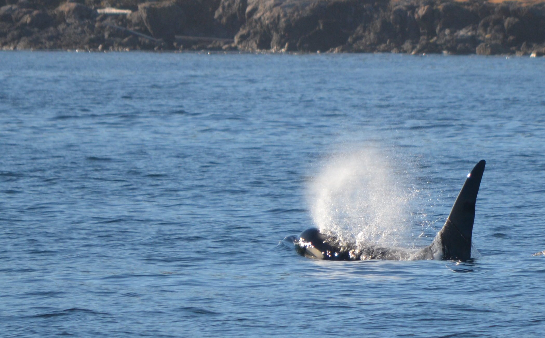 Orca near San Juan Island, WA