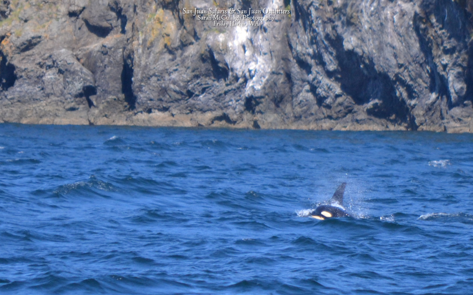 Orcas of J-pod play near San Juan Island