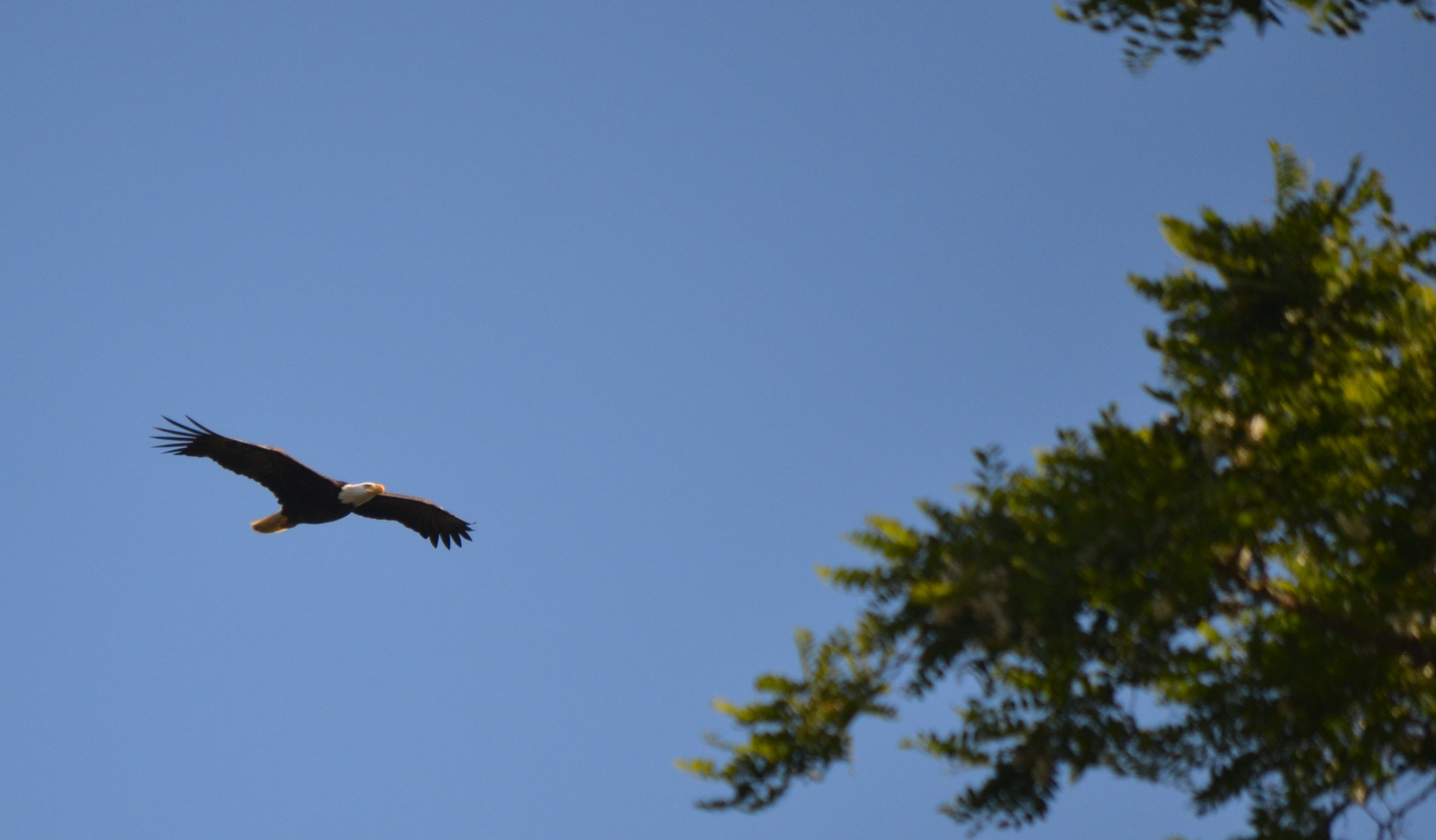San Juan Island Bald Eagle