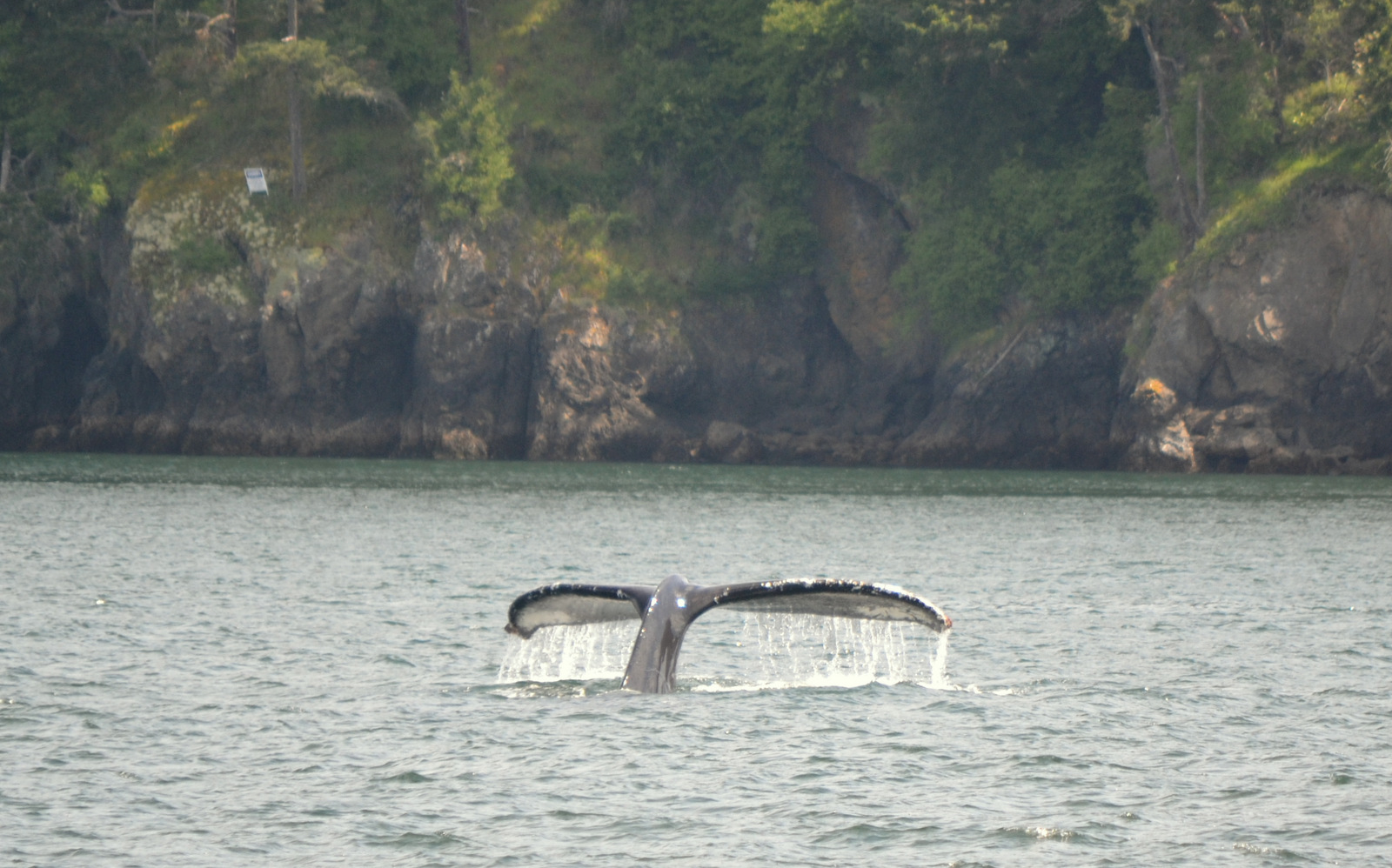 New Humpback Whale in Haro Strait