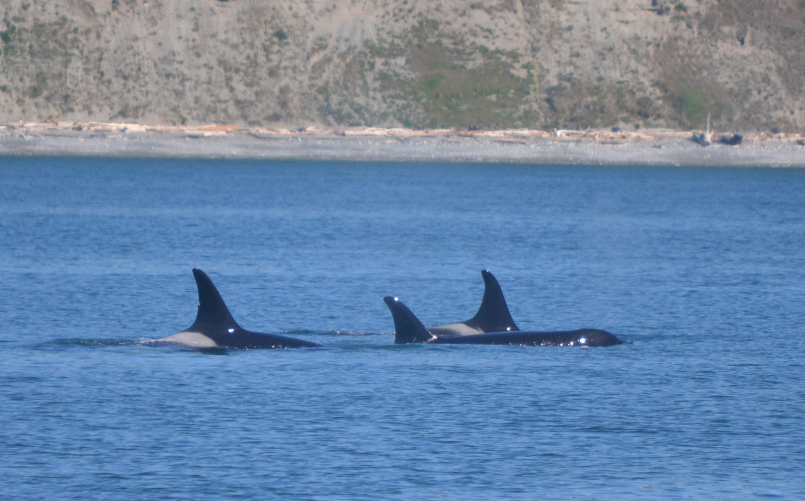 Getting Orca-Spoiled in April! Orcas spotted again in the waters around San Juan Island