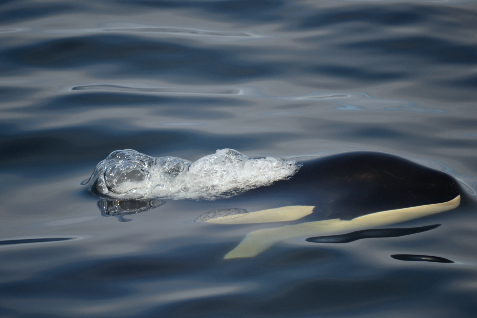 30+ Orcas Spotted near San Juan Island