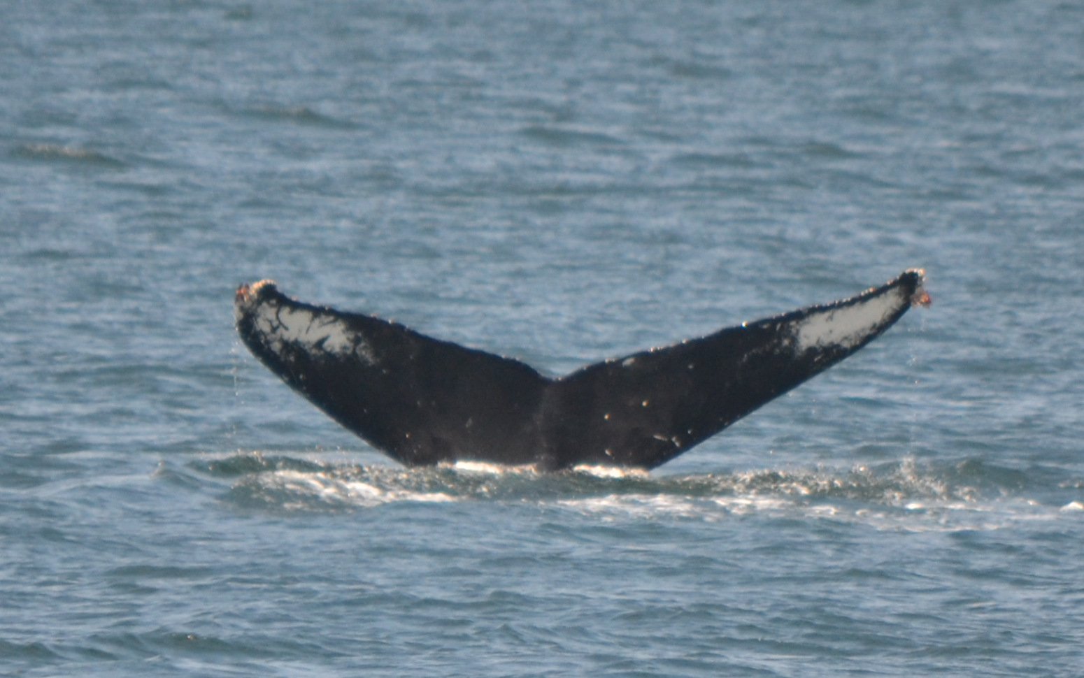 A Once in a Lifetime Whale Watch!