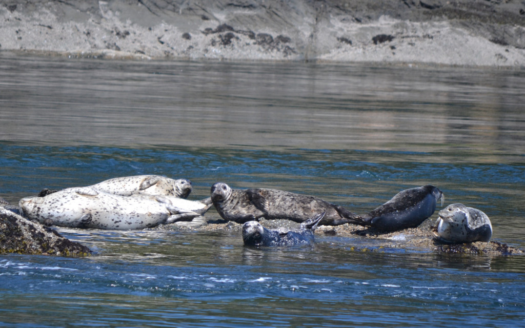 Harbor seals hauled out on a rock