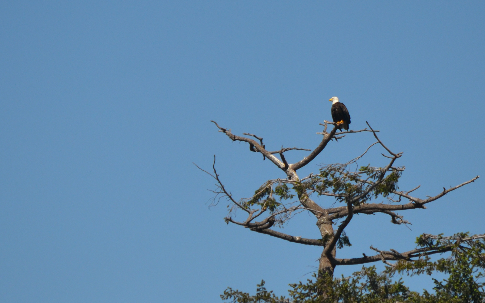 Bald Eagles, Cormorants, and Guillemonts, Oh My!