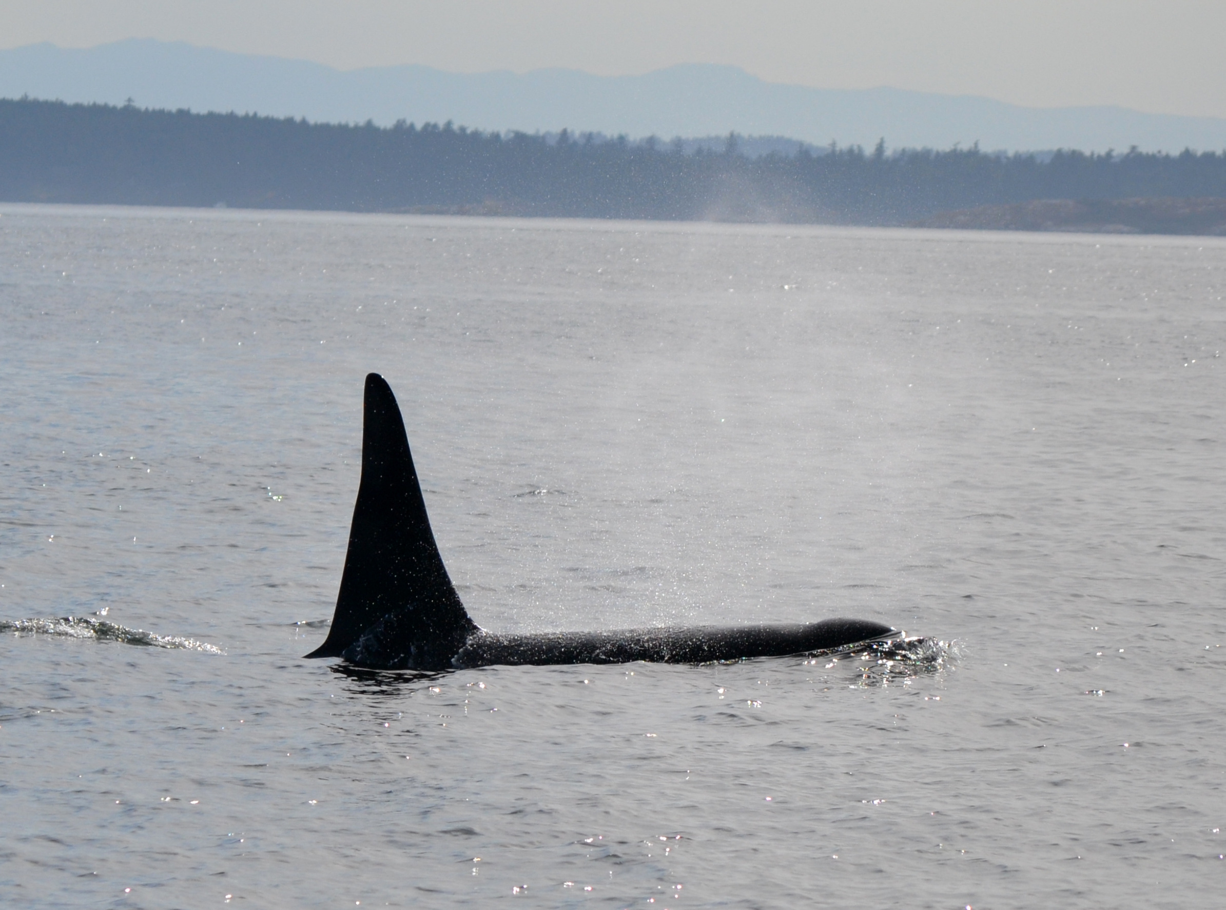 Orcas frequent the waters around San Juan Island