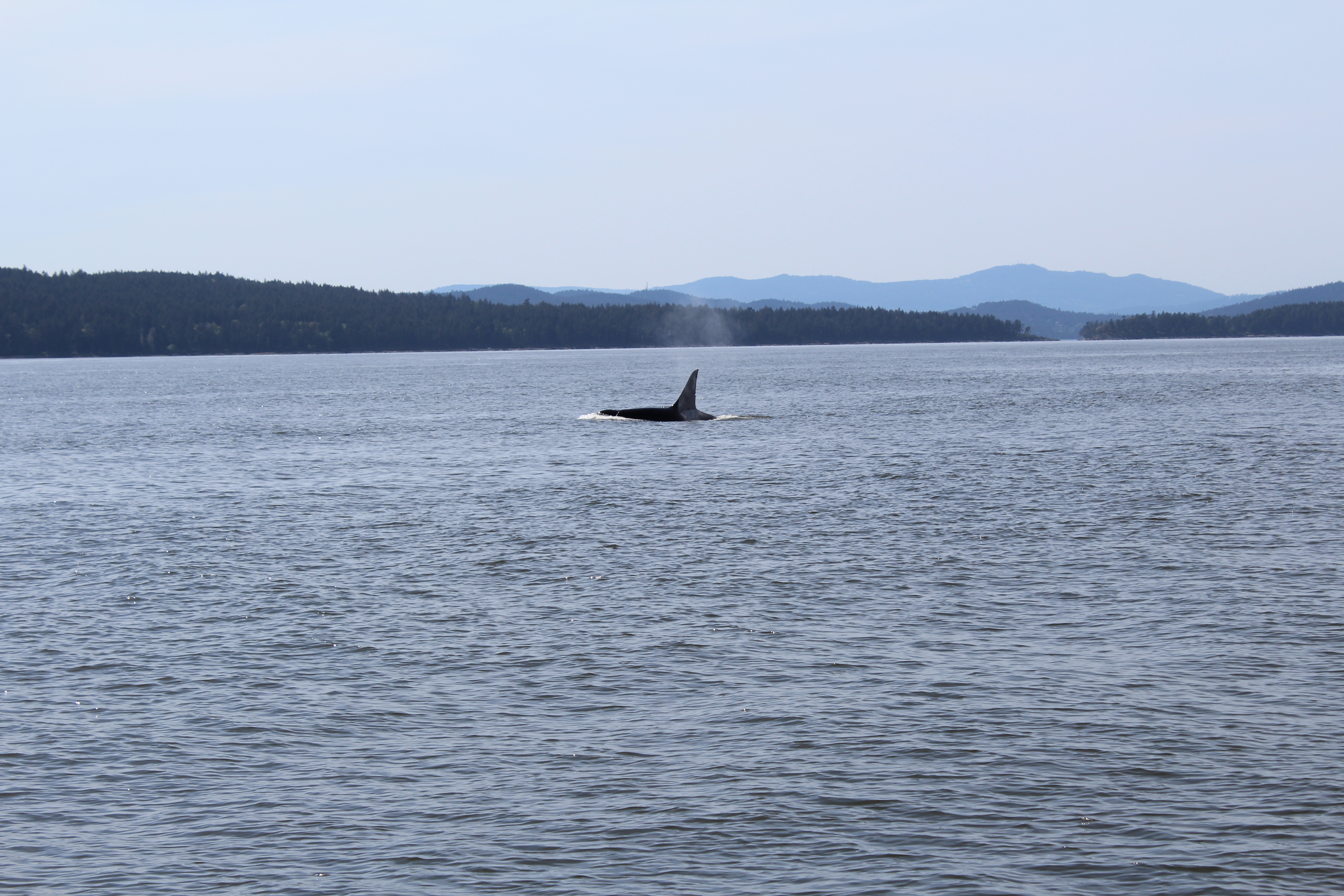 Transient Killer whale hunting alone