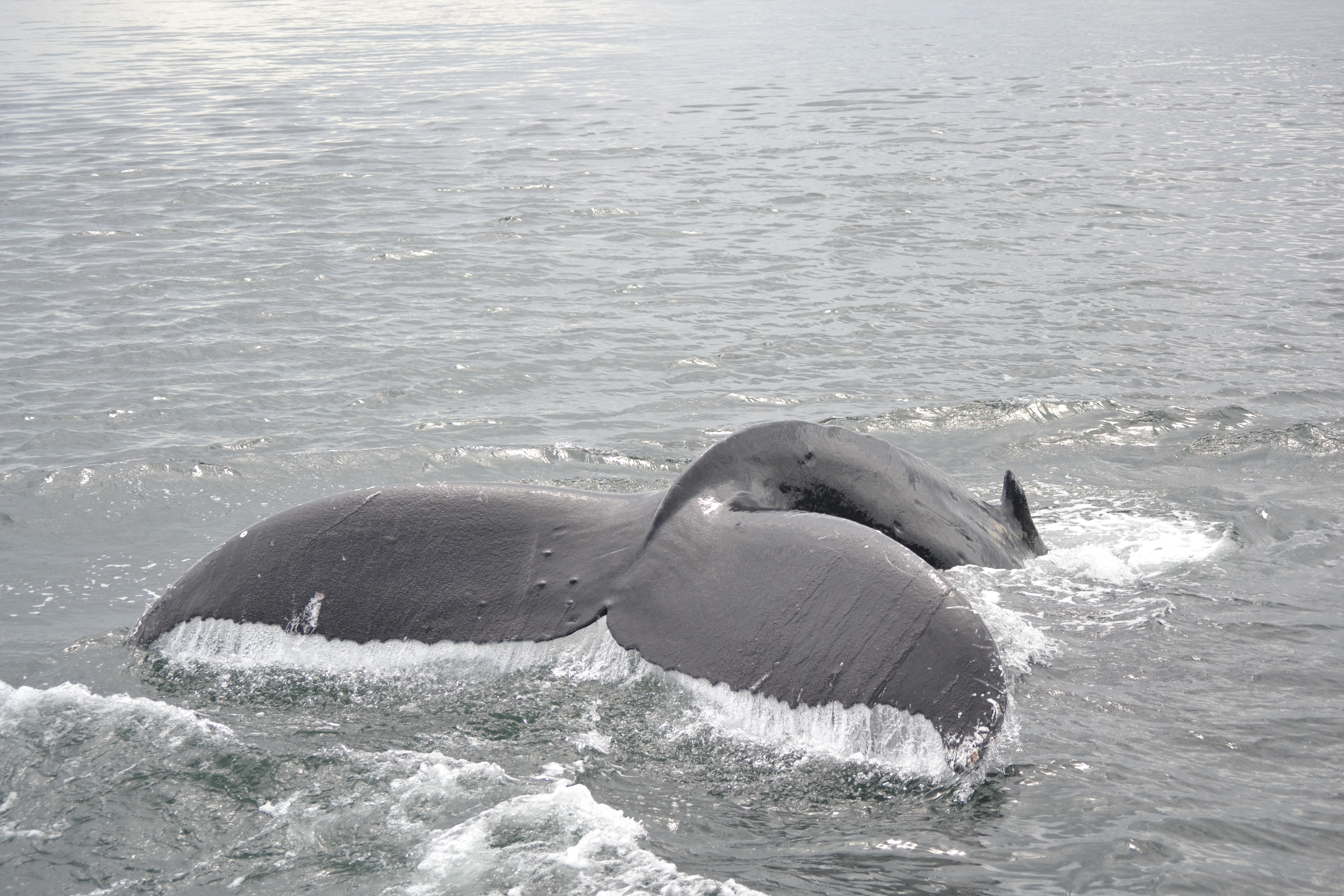 A humpback whale near San Juan Island