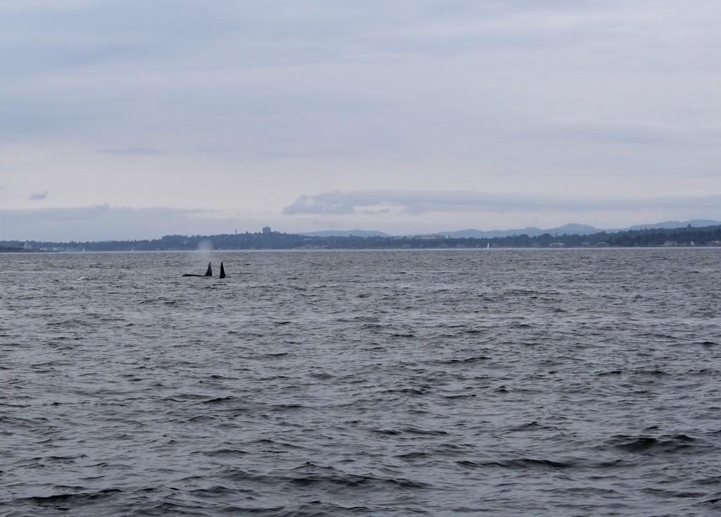 Transient Orcas in Haro Strait