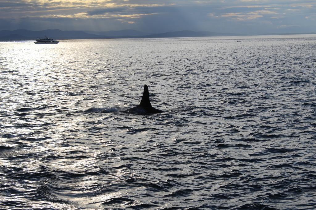 Southern Resident Orca Sunset
