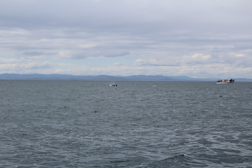 Orcas near San Juan Island