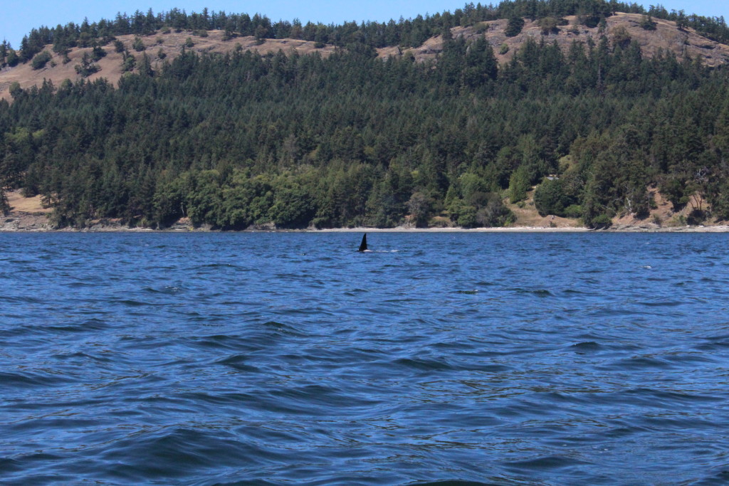 Transient Male Orca 