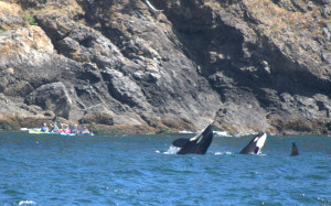 Orcas breaching near San Juan Island
