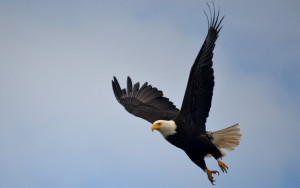 Adult bald eagle flying