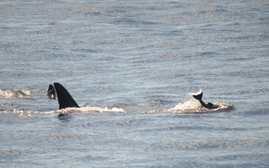L87 following J2 Harassing a porpoise