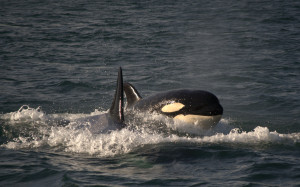 Transient orca at the surface