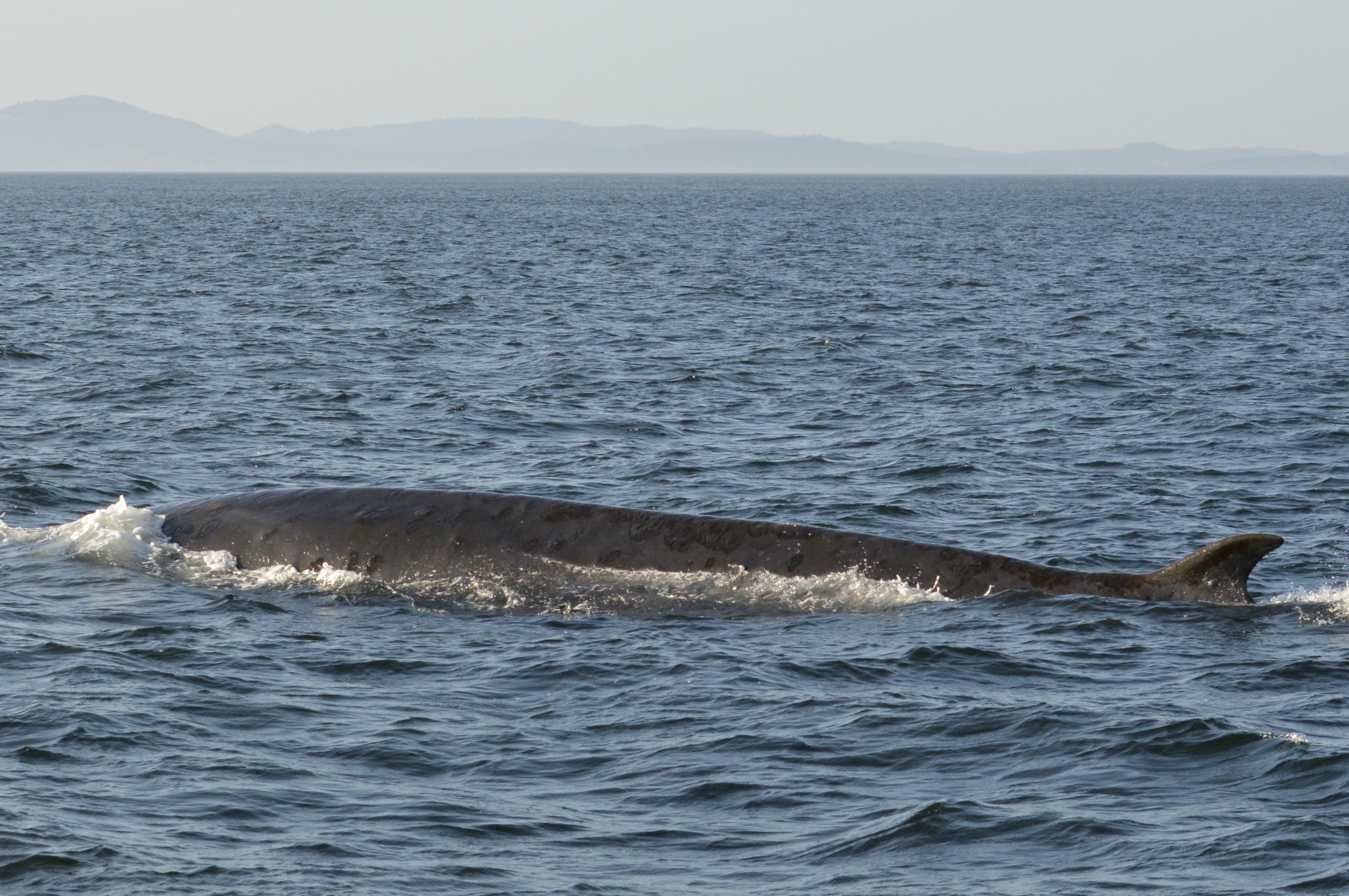 Sunny and 75! Minke Whales near San Juan Island at Sunset