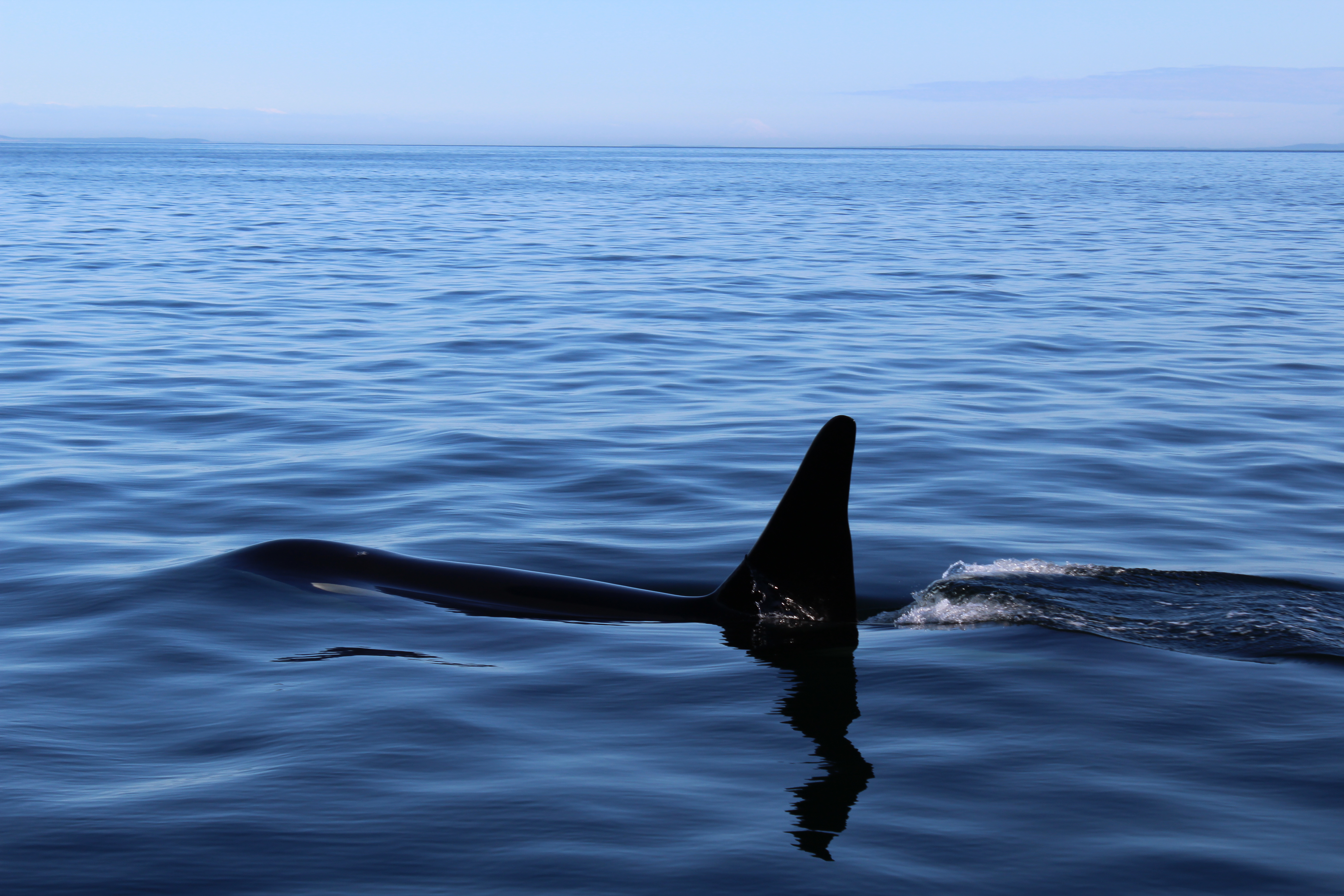 Both Killer Whale Ecotypes Spotted around San Juan Island