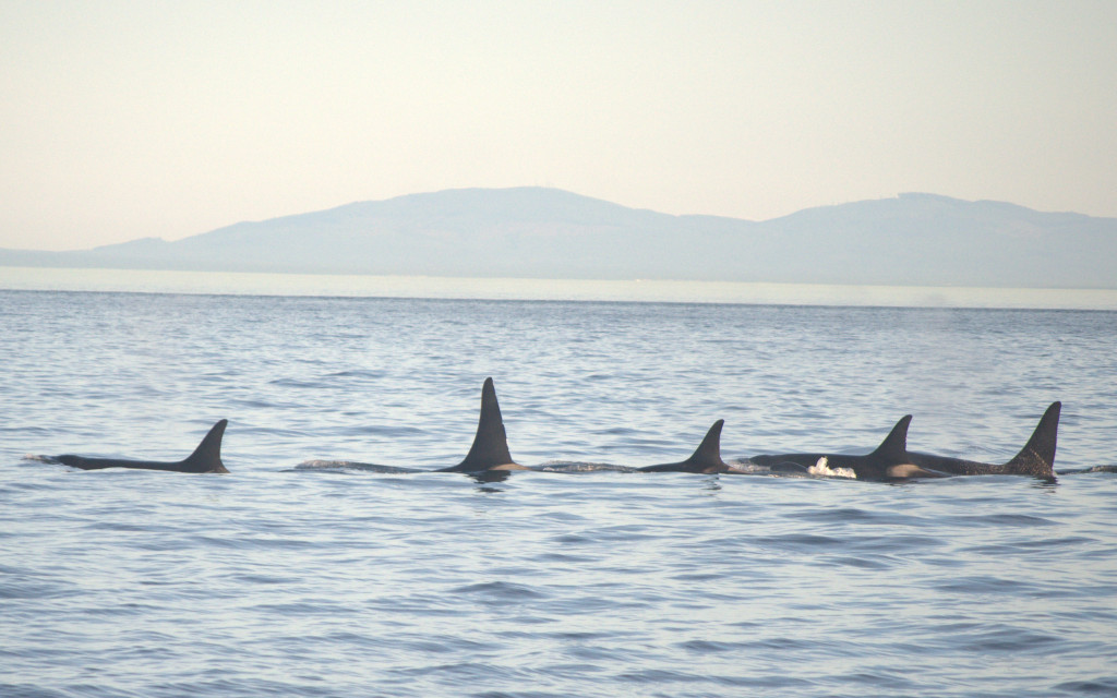Southern Resident Orcas Sleeping