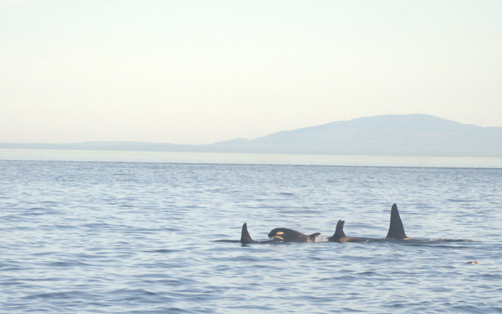 orca calf 