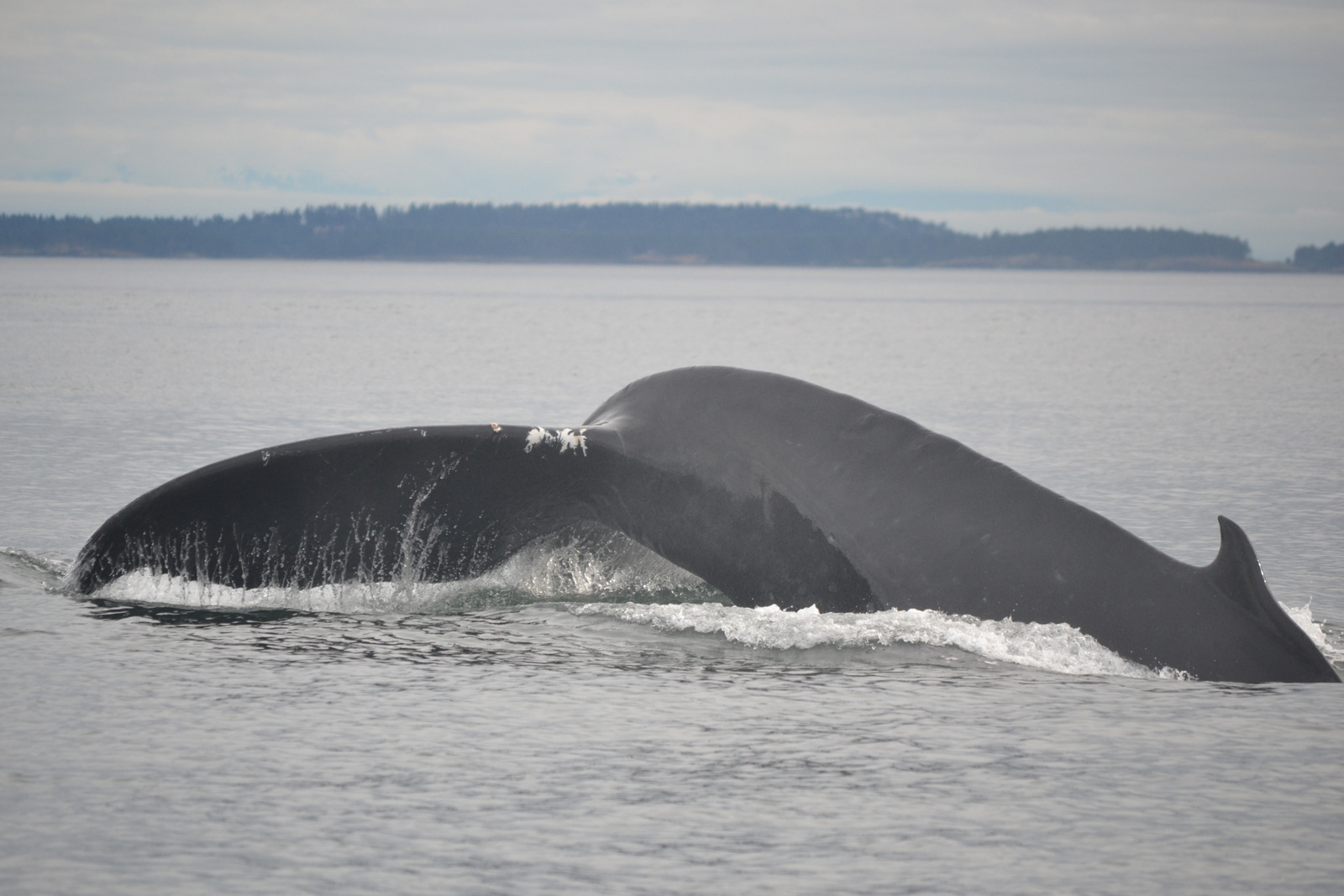 Humpback Whale fluke-up dive