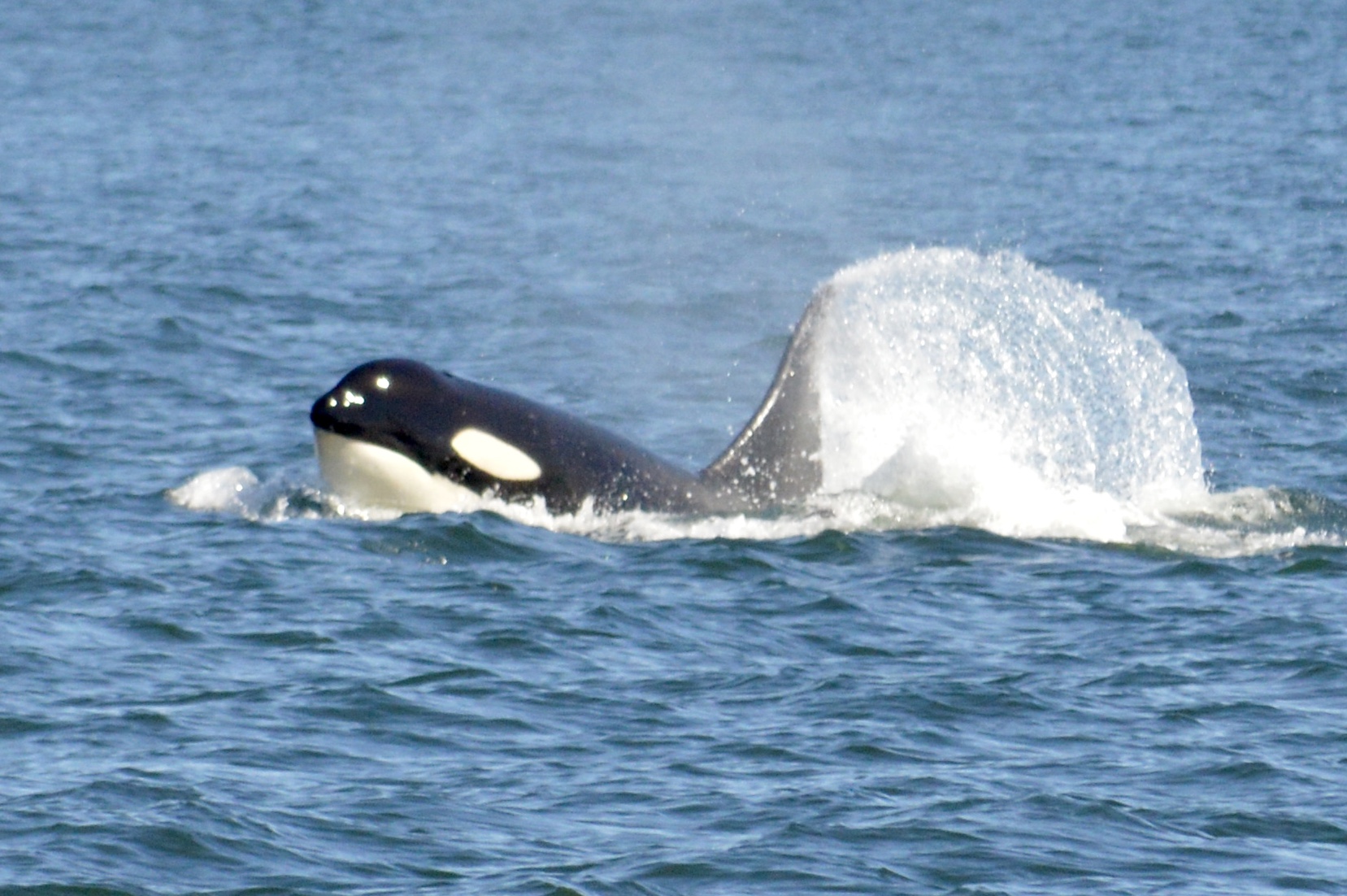 Orcas near Friday Harbor