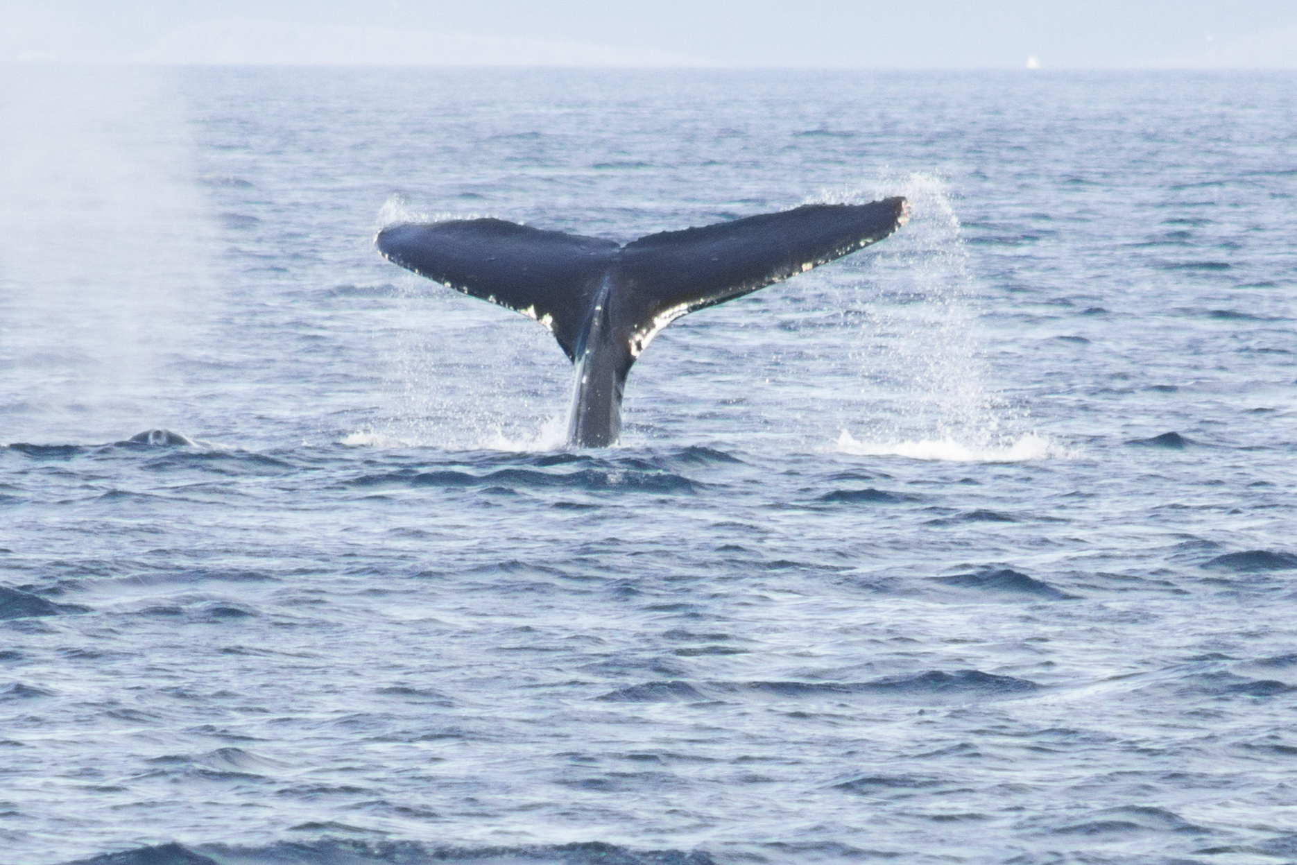 Whale watching in the San Juan Islands