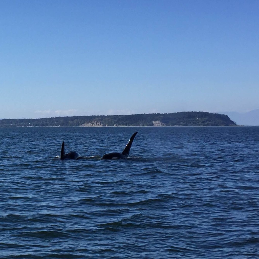 male orcas