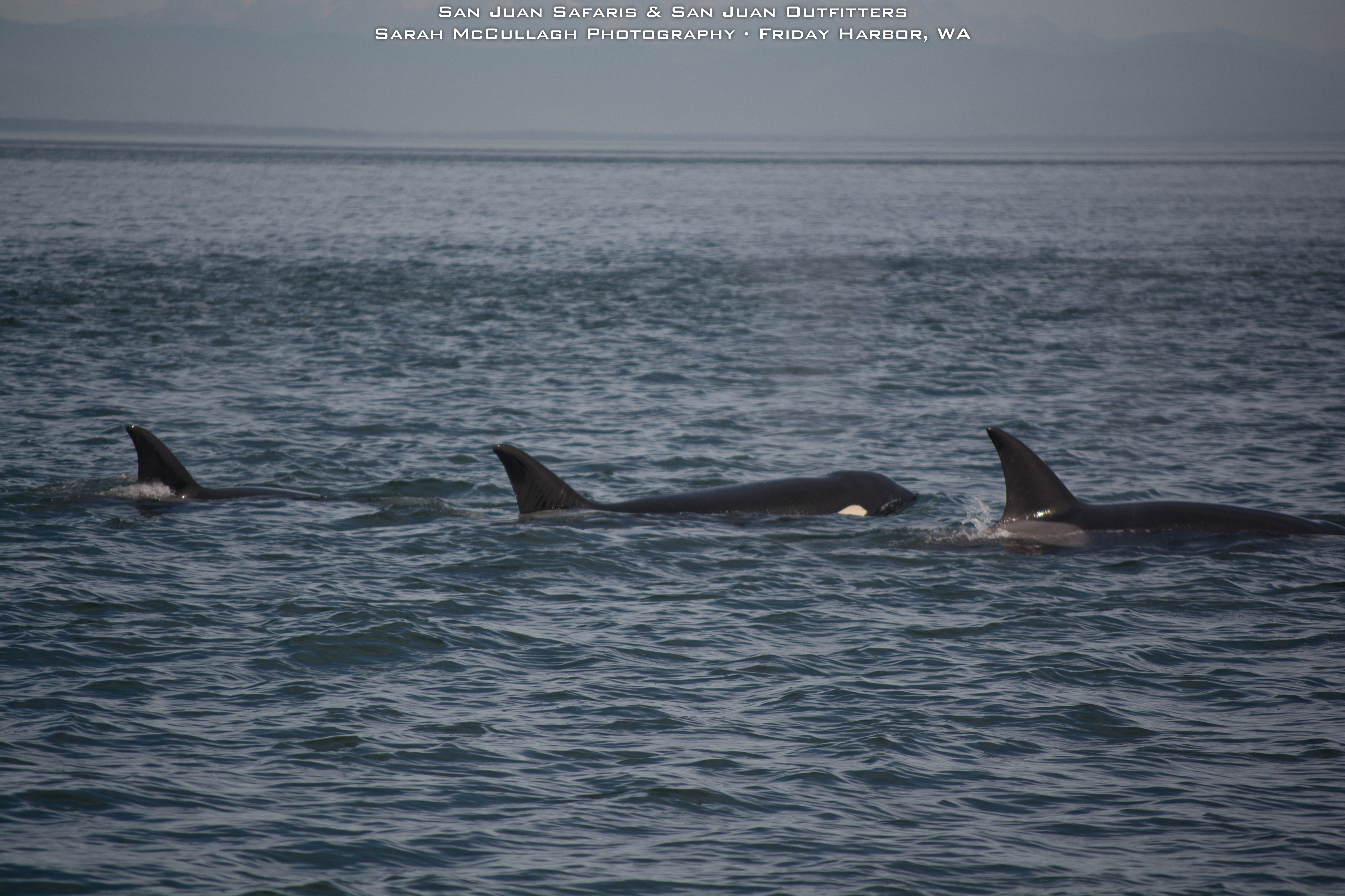 Bigg’s Killer Whales in the Strait of Georgia