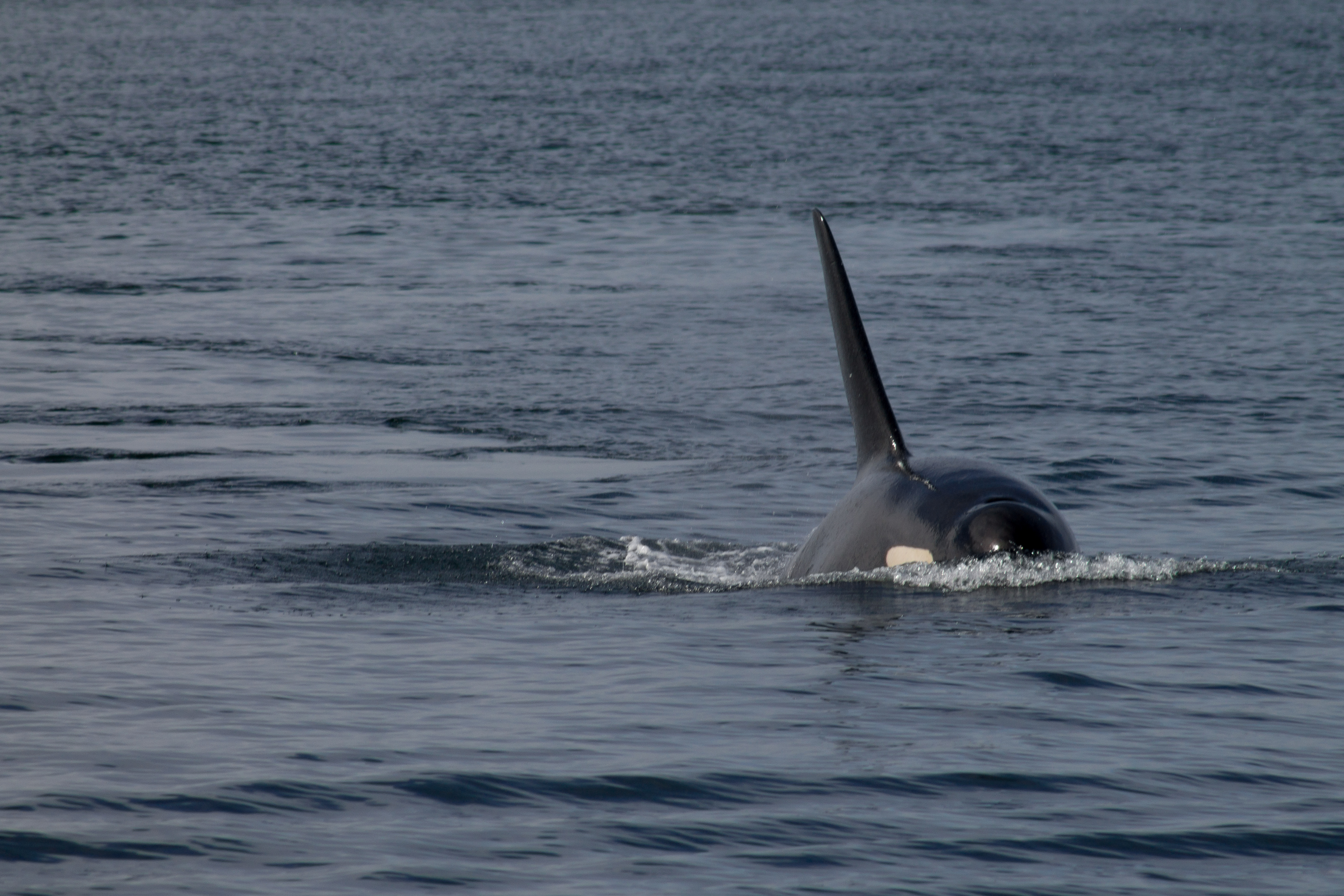 whale surfacing san juan island
