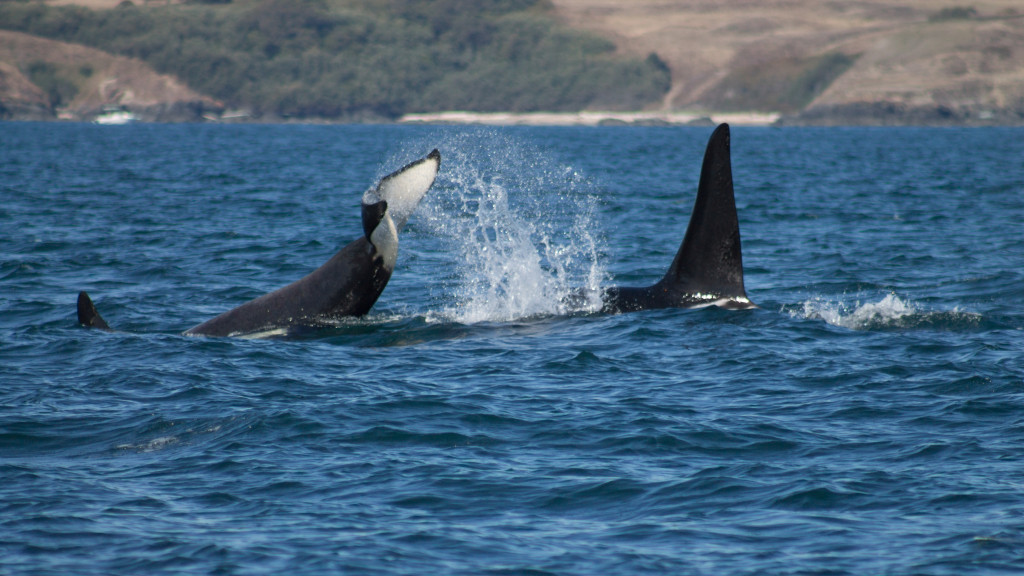 L pod Orcas fish off Salmon Bank and a Minke Whale says Hi!