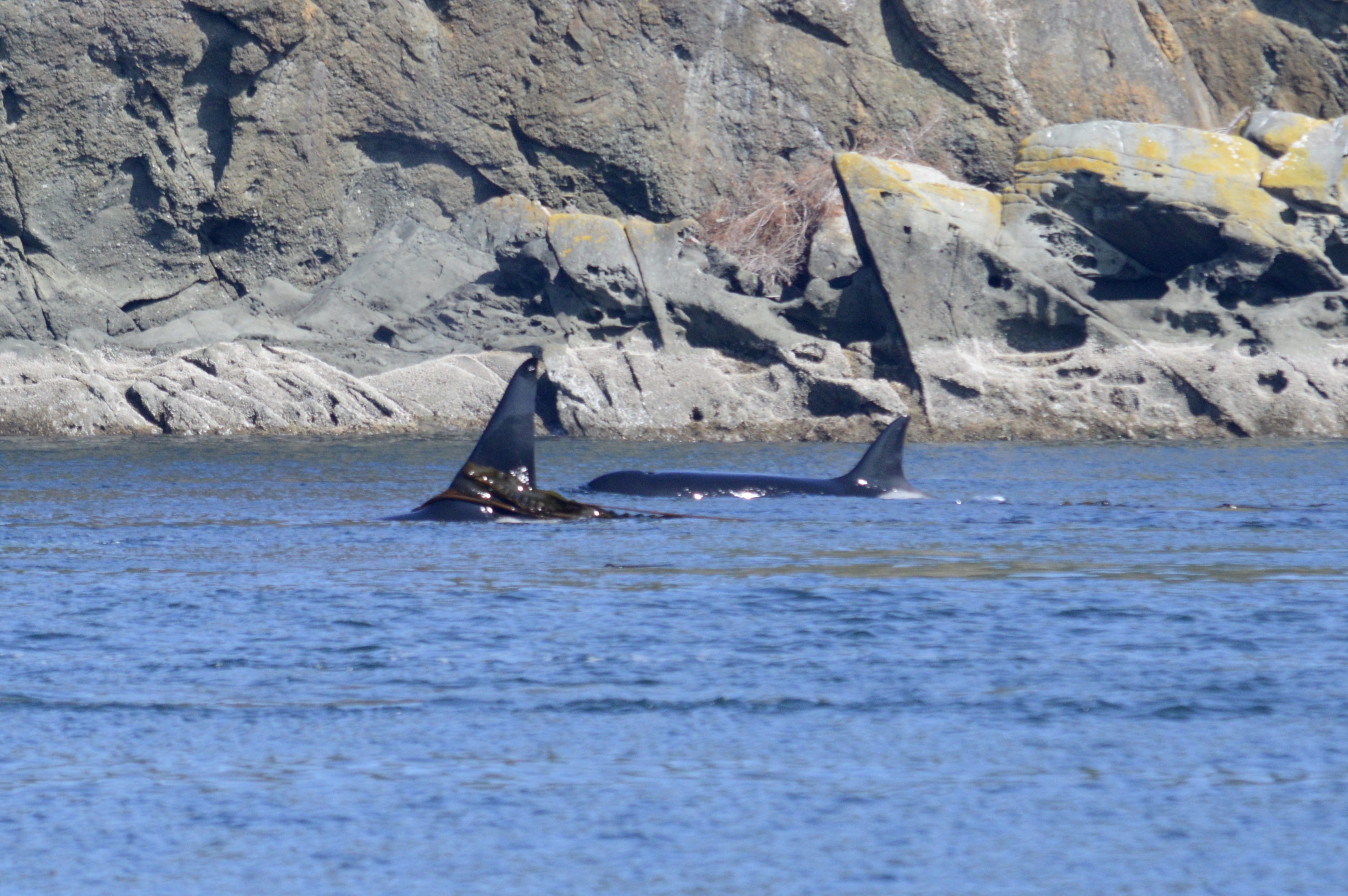 Kelping Bigg’s killer whales in Swanson Channel