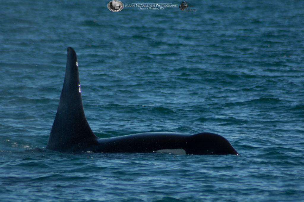Southern Resident Killer Whale L87