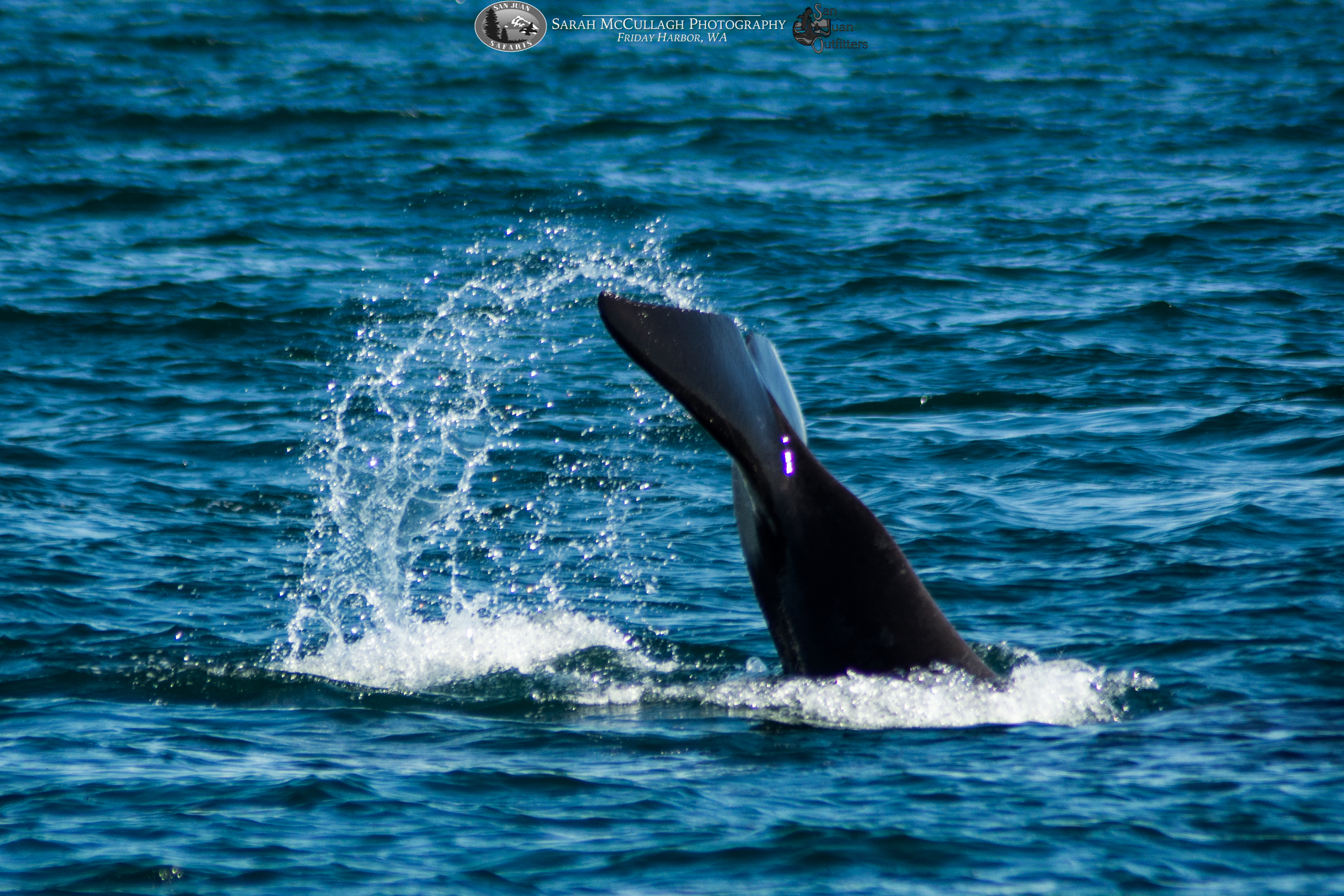 Why, Hello, Transient Killer Whales!