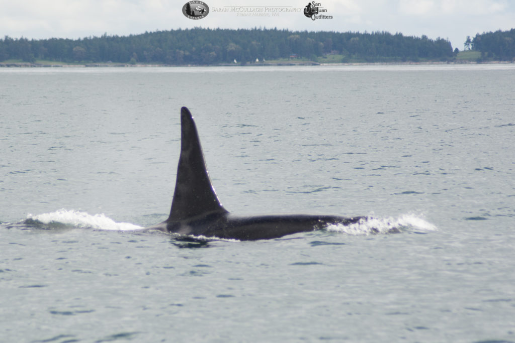 Southern Resident Orca J26 Mike