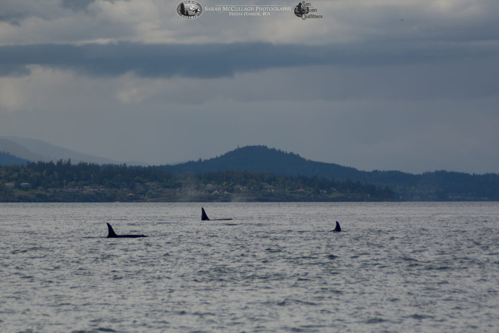 Southern Resident Killer Whales
