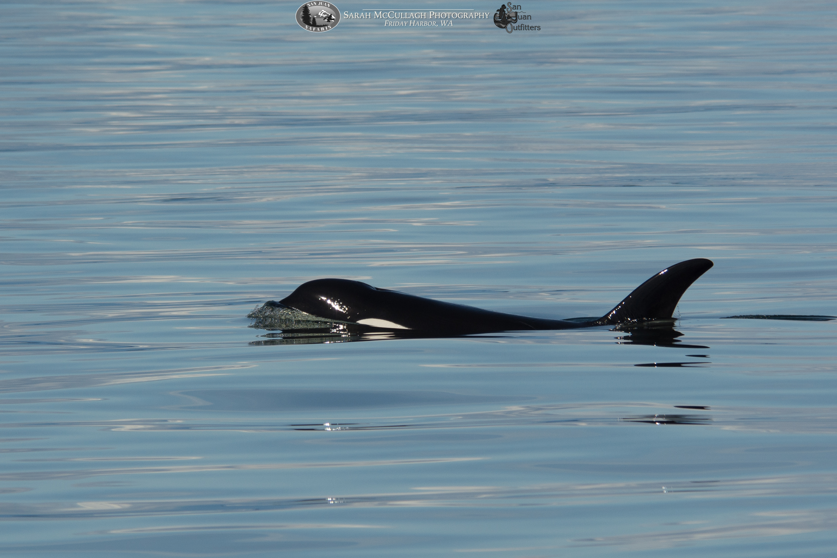 M/V Kestrel Sees Southern Resident Orcas and Transient Orcas, IN ONE TRIP