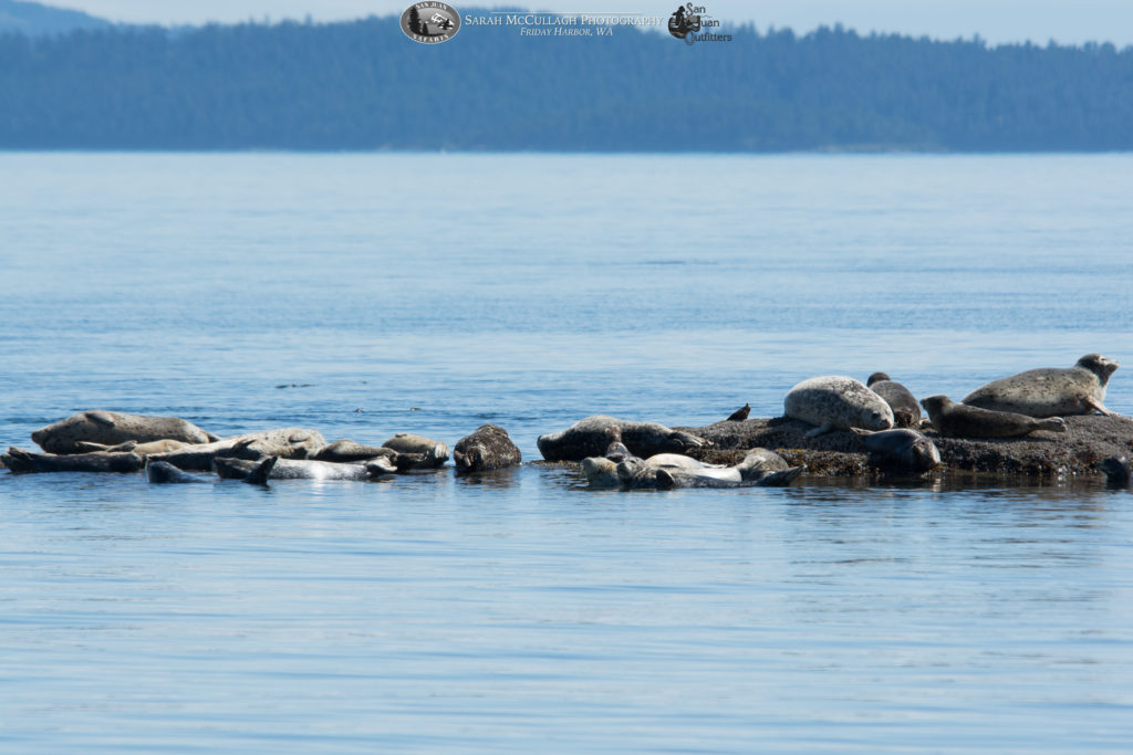 Pacific Harbor Seals