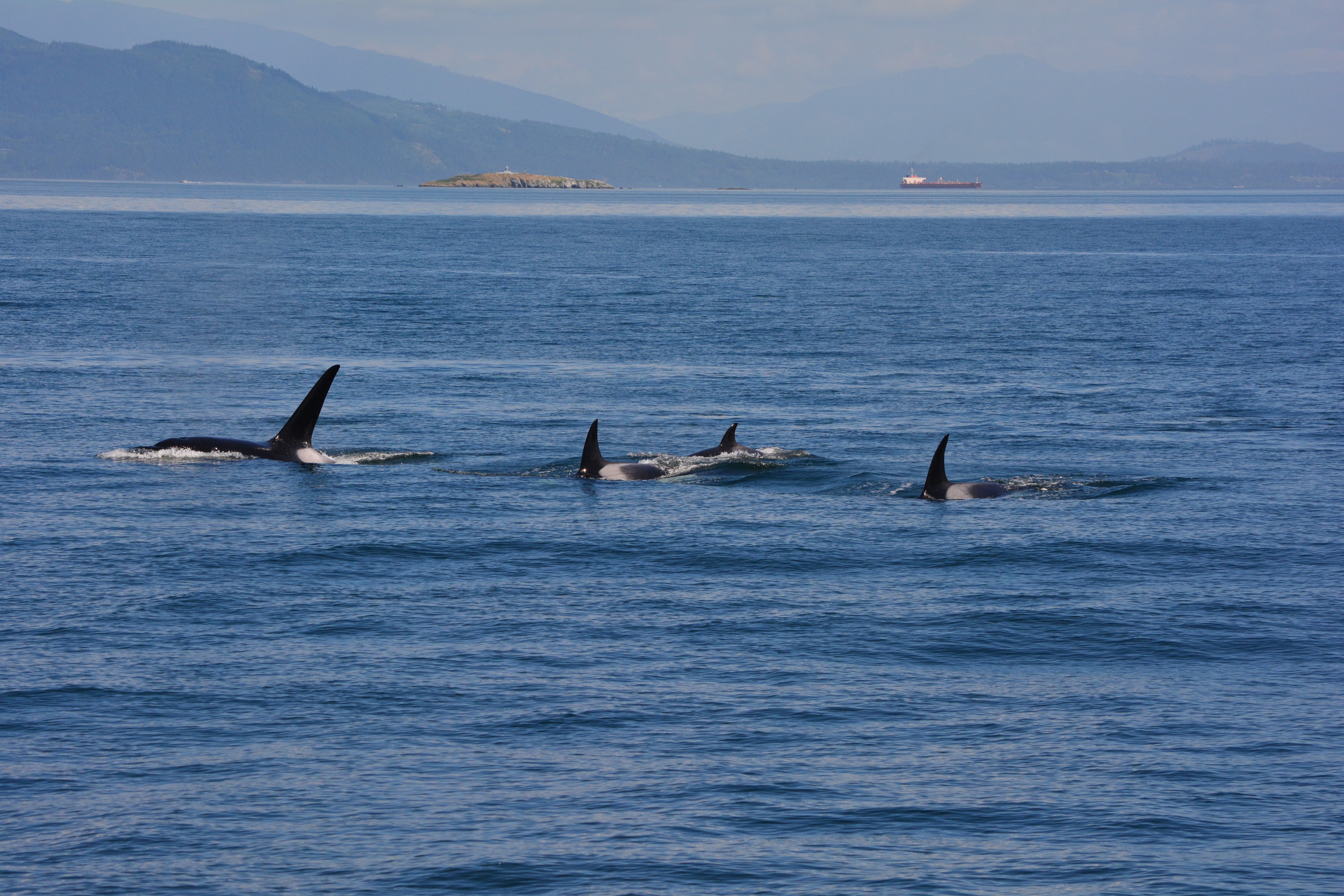 Bigg’s Killer Whales – Rosario Strait