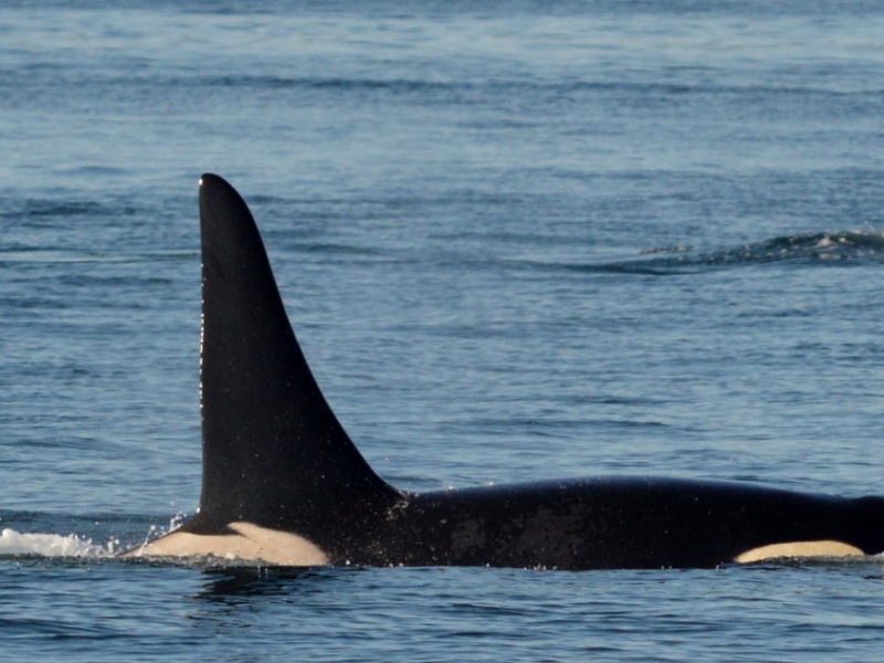 Southern Resident Killer Whales Are Back in Action by the San Juan Islands!