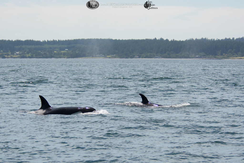 The T099 Family of Orcas