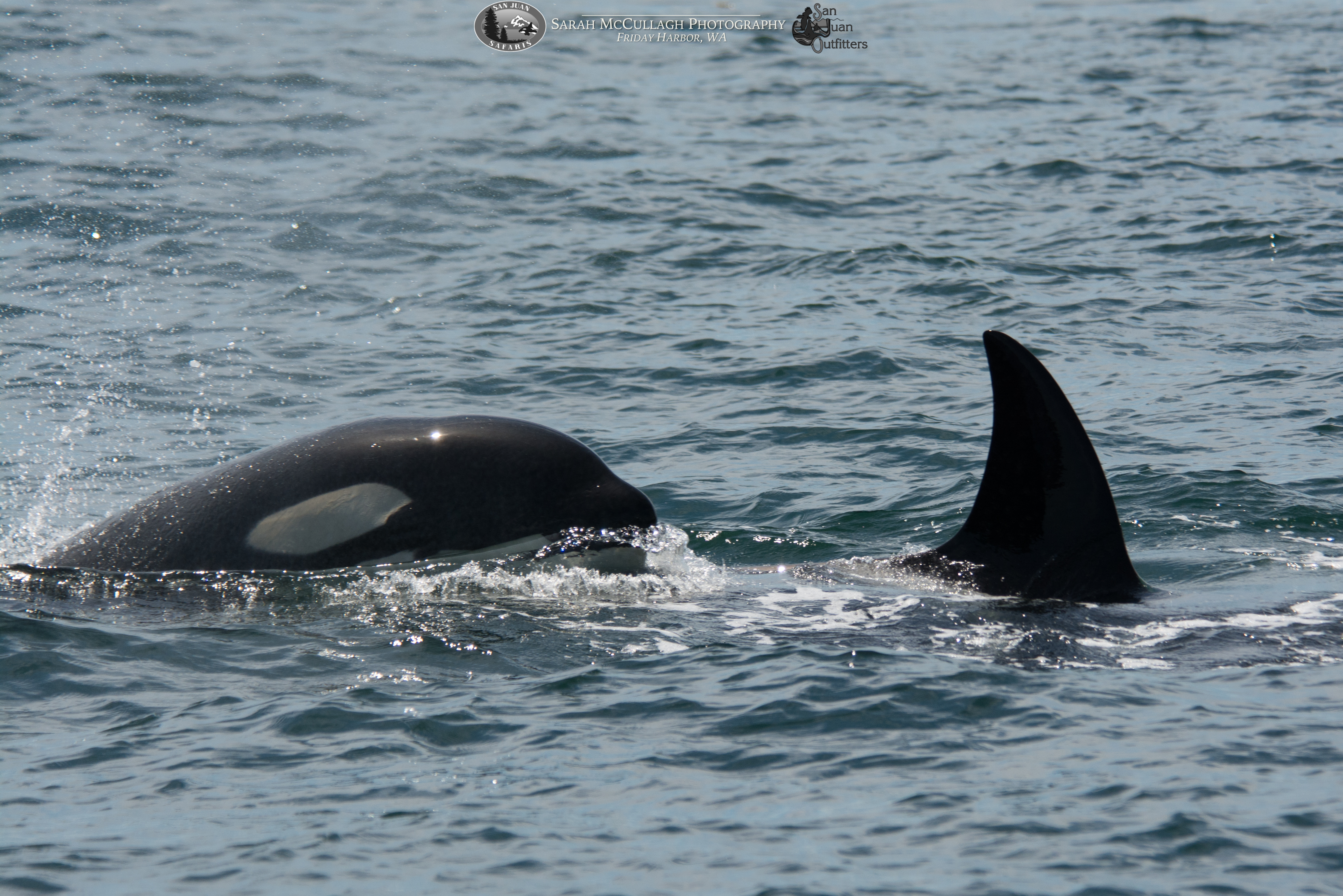You Better Believe It- More Transient Orcas Spotted in the Salish Sea