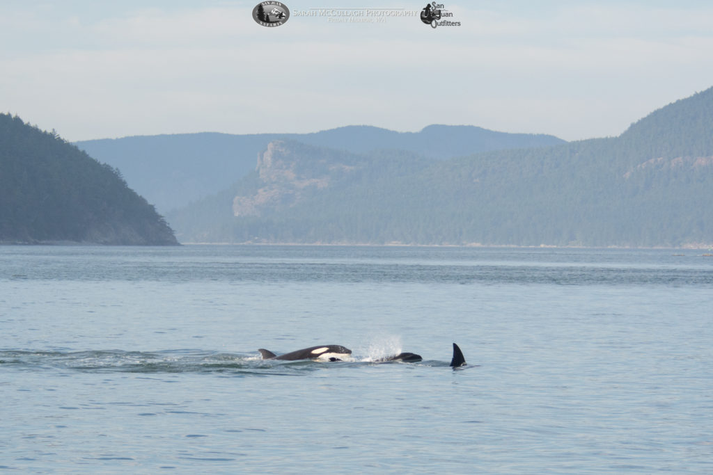 Orcas socializing