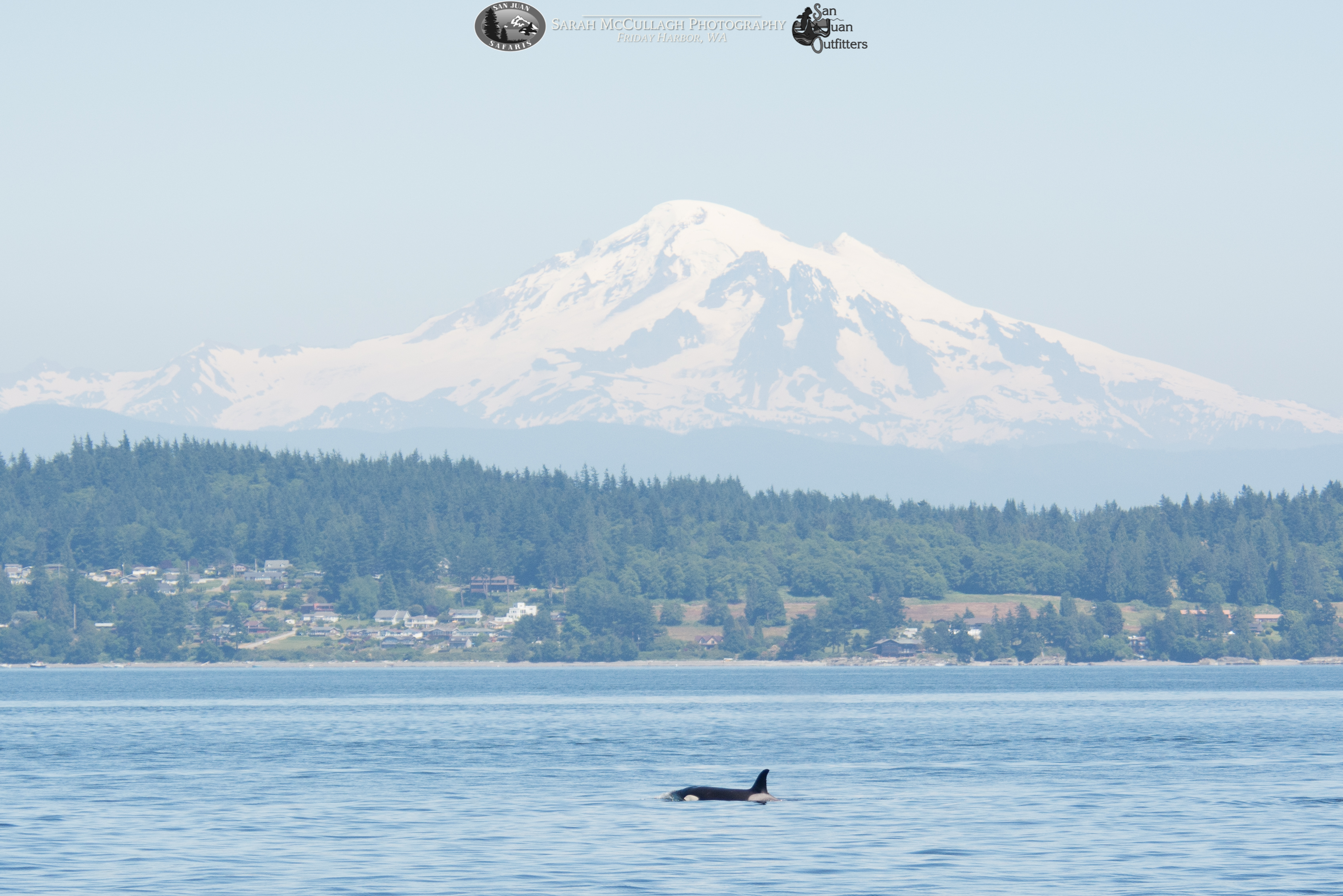Mt. Baker and an Orca