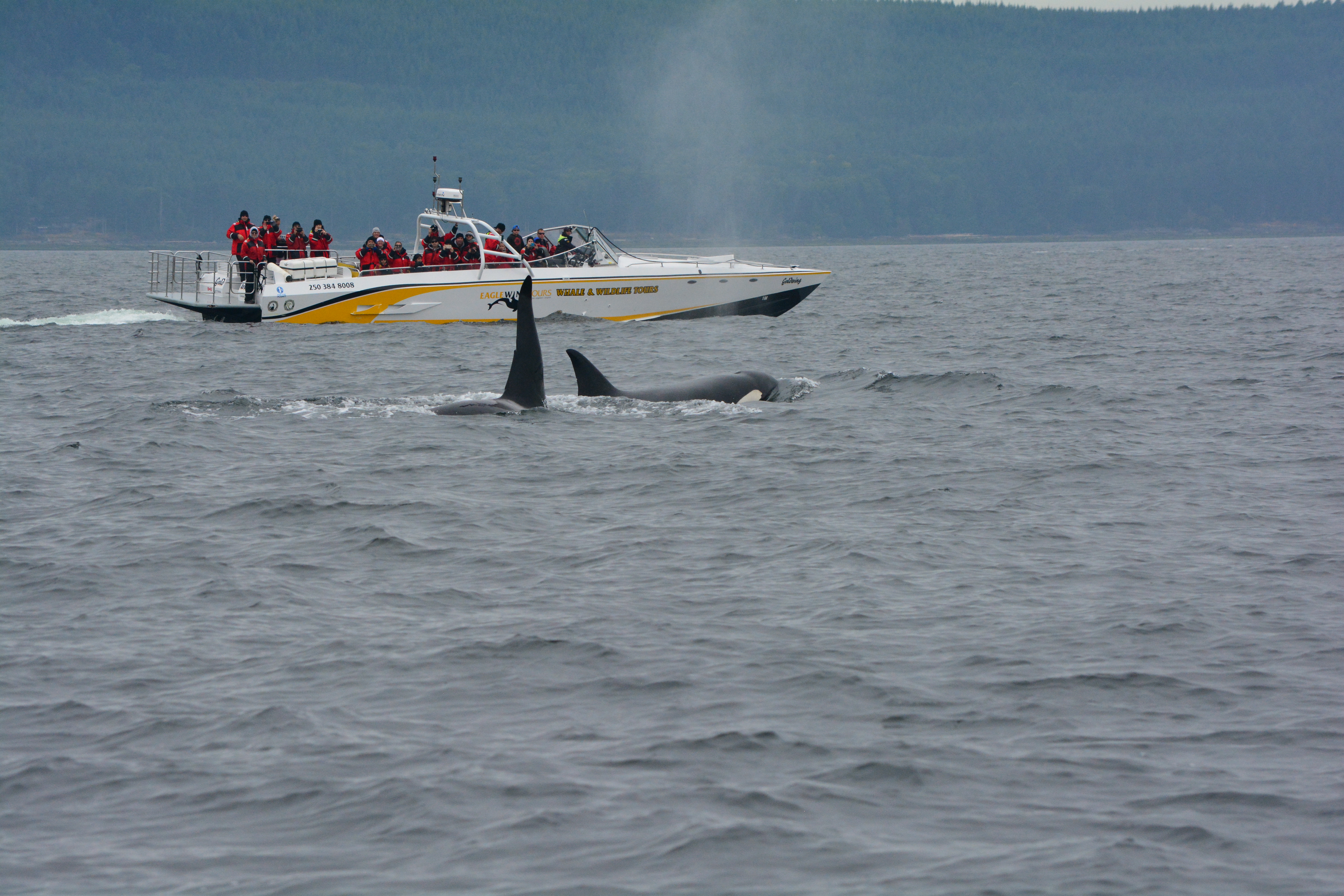 DSC_0947 - Seattle Orca Whale Watching