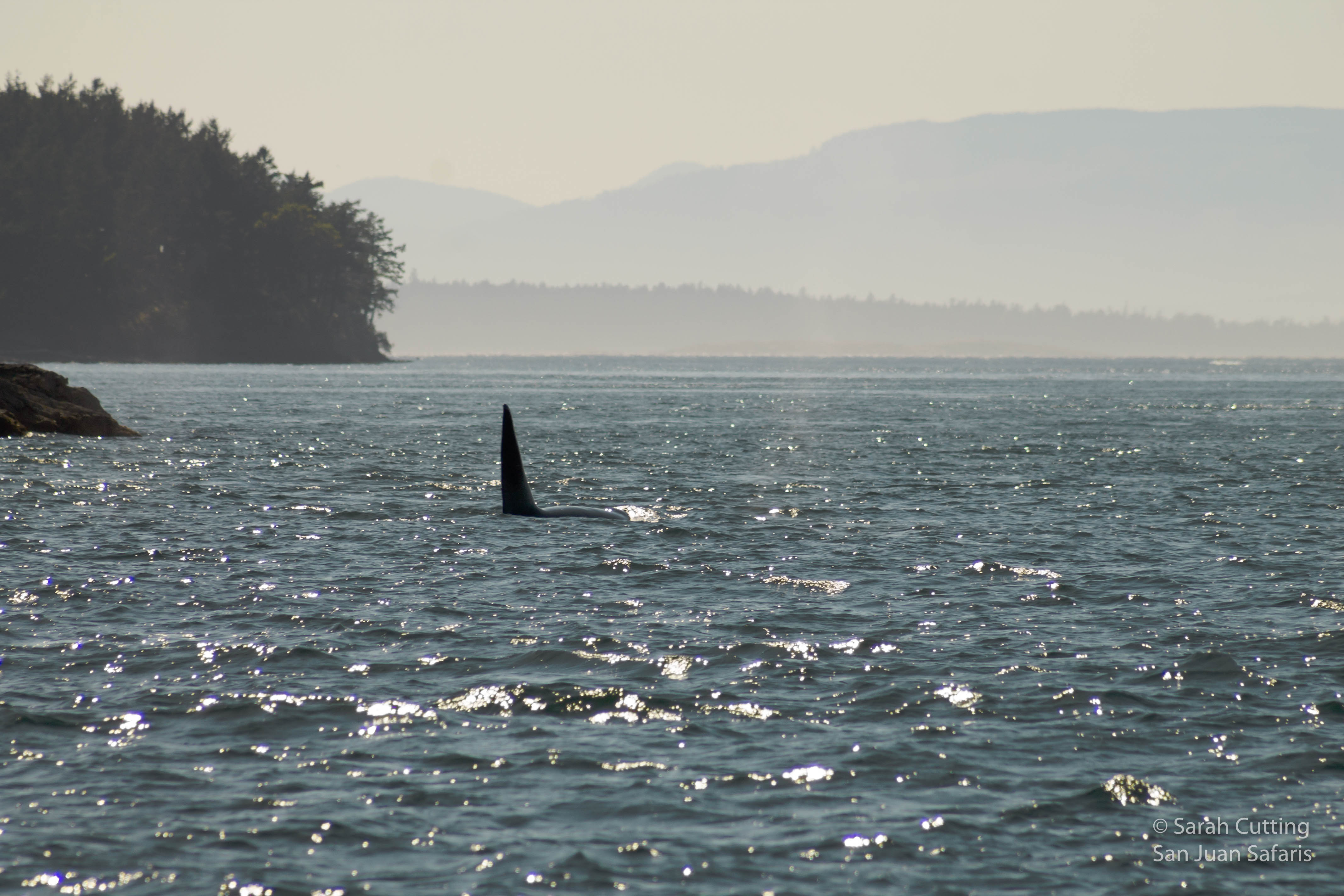 Rare Sighting! Surprise Transient Orcas Frequent Friday Harbor
